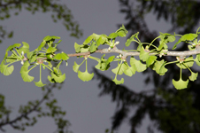 Fächerblätter des Gingko